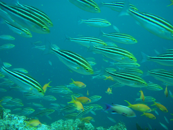 http://www.rubiena.jp/izu-sea/diving_point_2ne.jpg