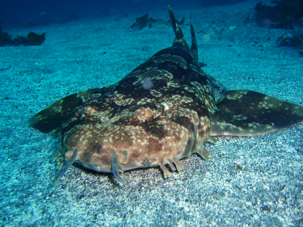http://www.rubiena.jp/izu-sea/diving_point_megane.jpg