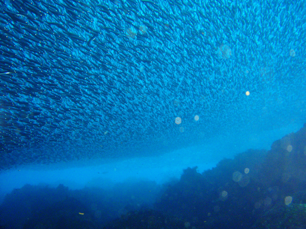 http://www.rubiena.jp/izu-sea/diving_point_sankaku.jpg