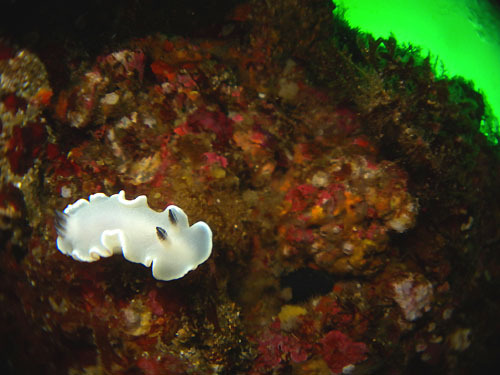 ルビーナダイバーズのＬＯＧ