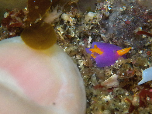 ムラサキウミコチョウ