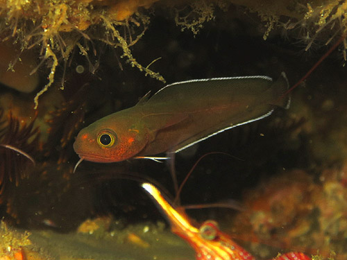 エゾイソアイナメ