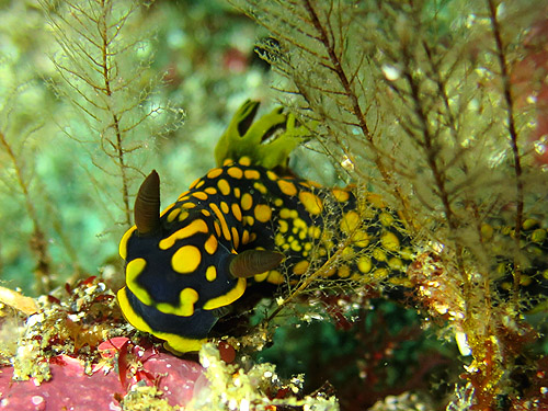 サガミリュウグウウミウシ